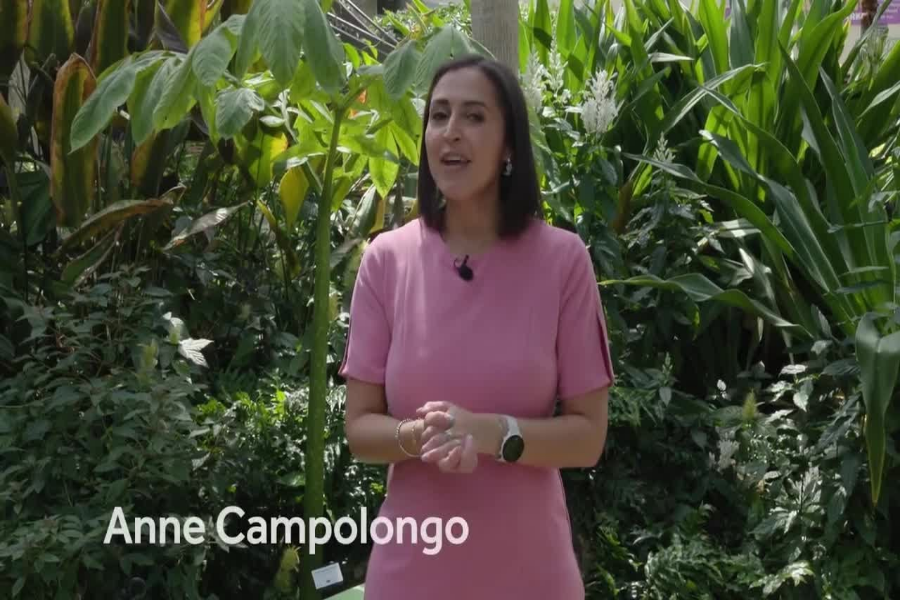 Anne Campolongo Age